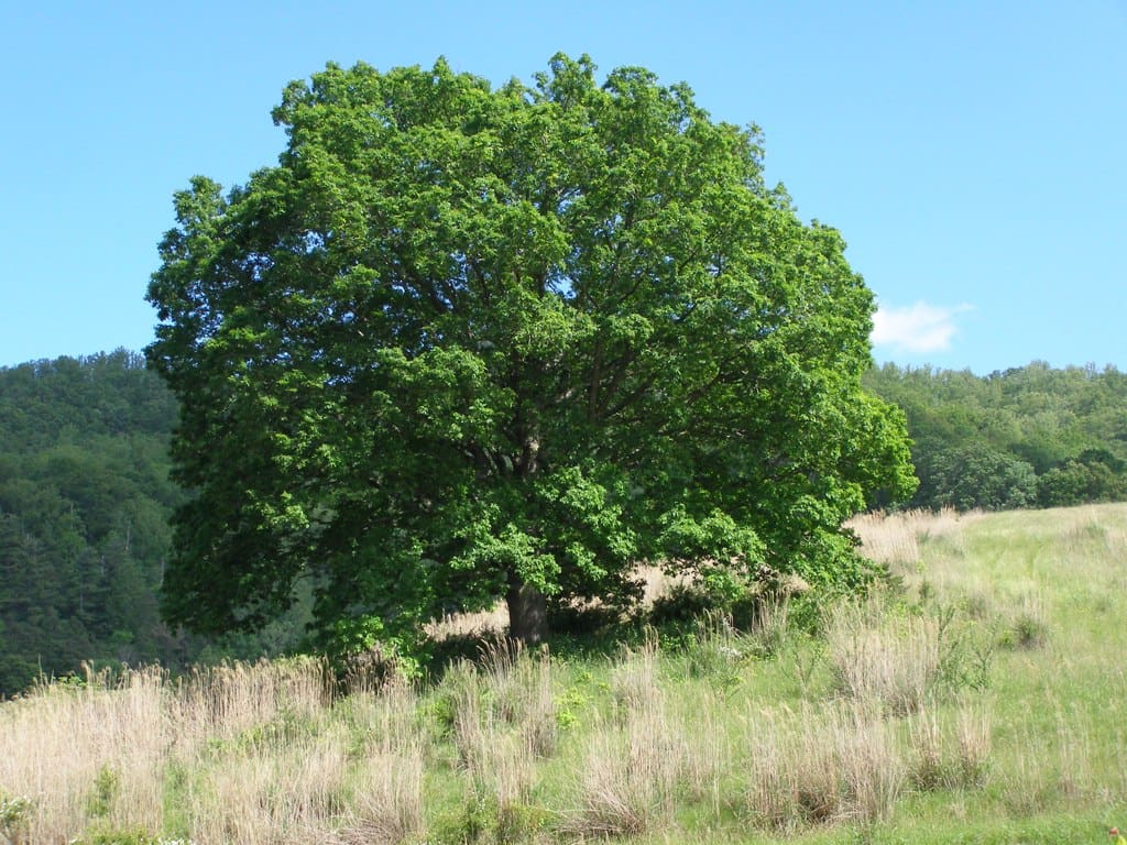 oak putih