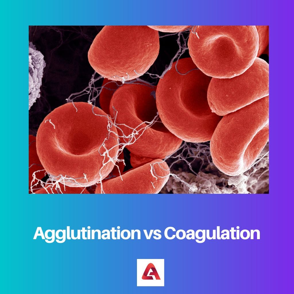 Agglutination vs coagulation