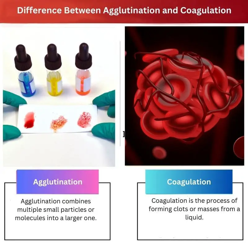 Difference Between Agglutination and Coagulation