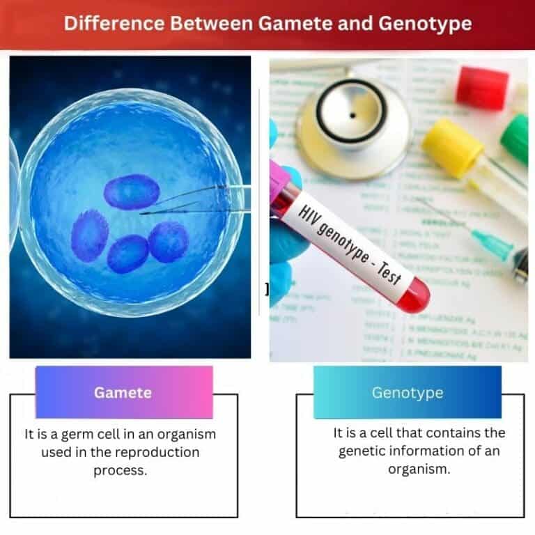 Gamete vs Genotype: Difference and Comparison