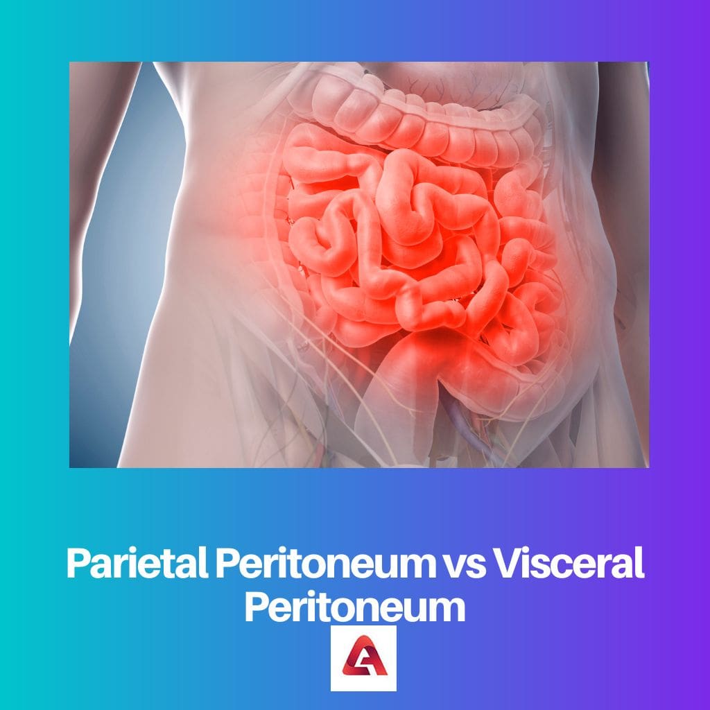 Peritoneo parietale vs Peritoneo viscerale