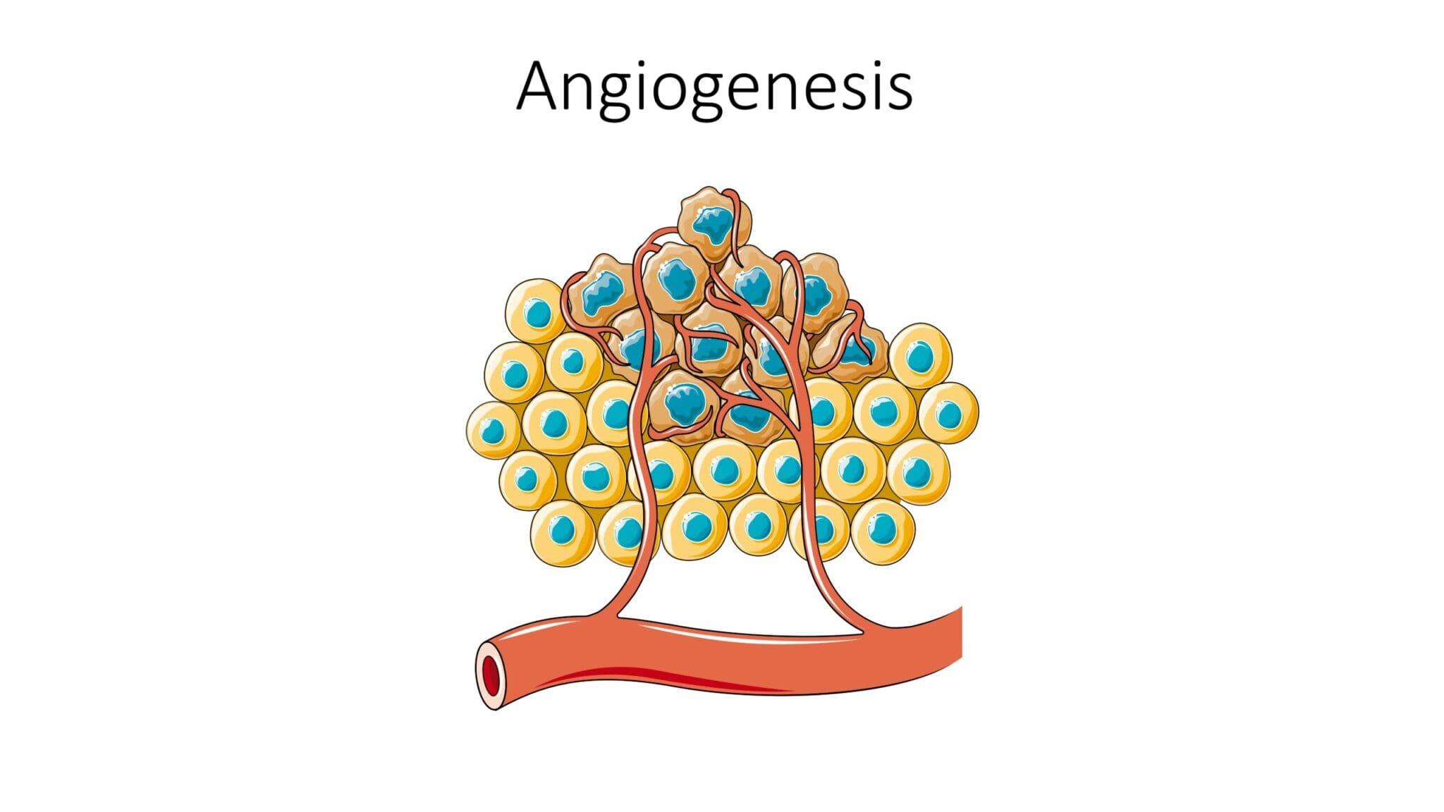 angiogenesis scaled