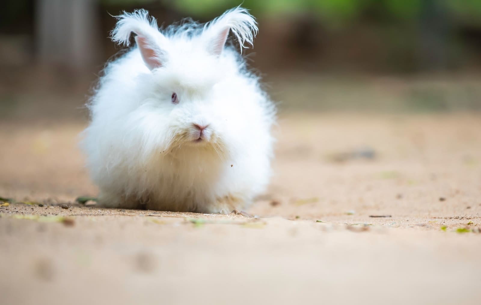 ангорский кролик