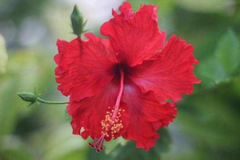 Hibiscus vs China Rose Difference and Comparison
