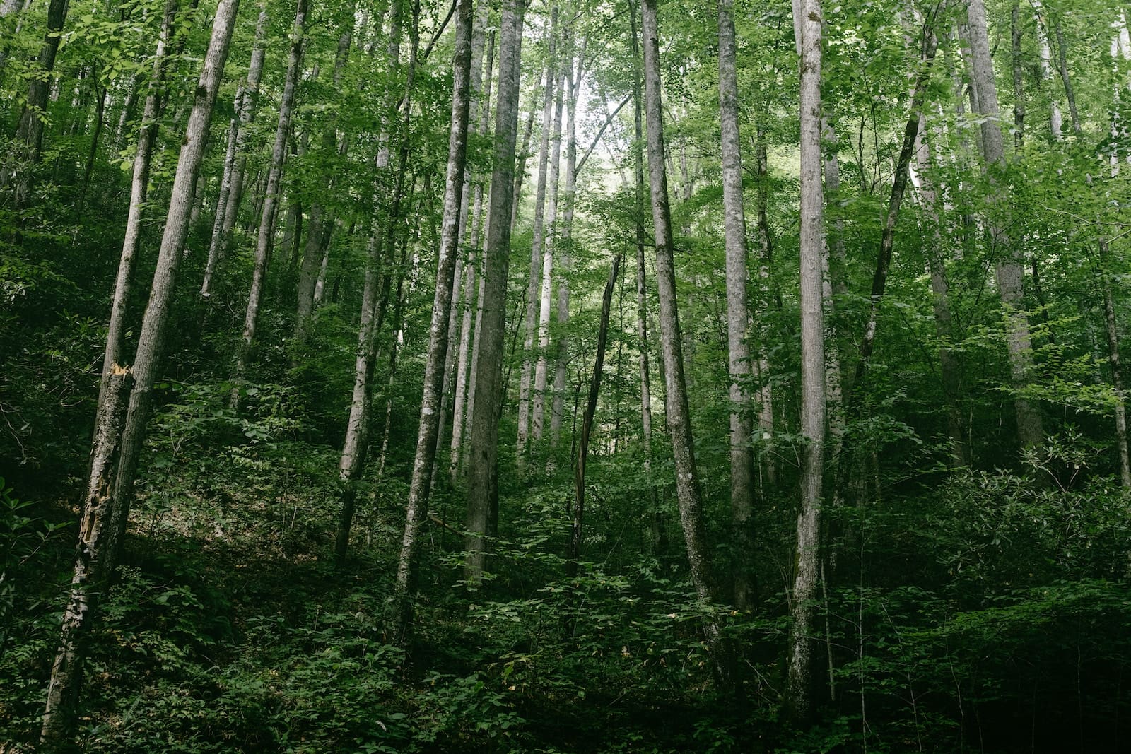 deciduous forest 1