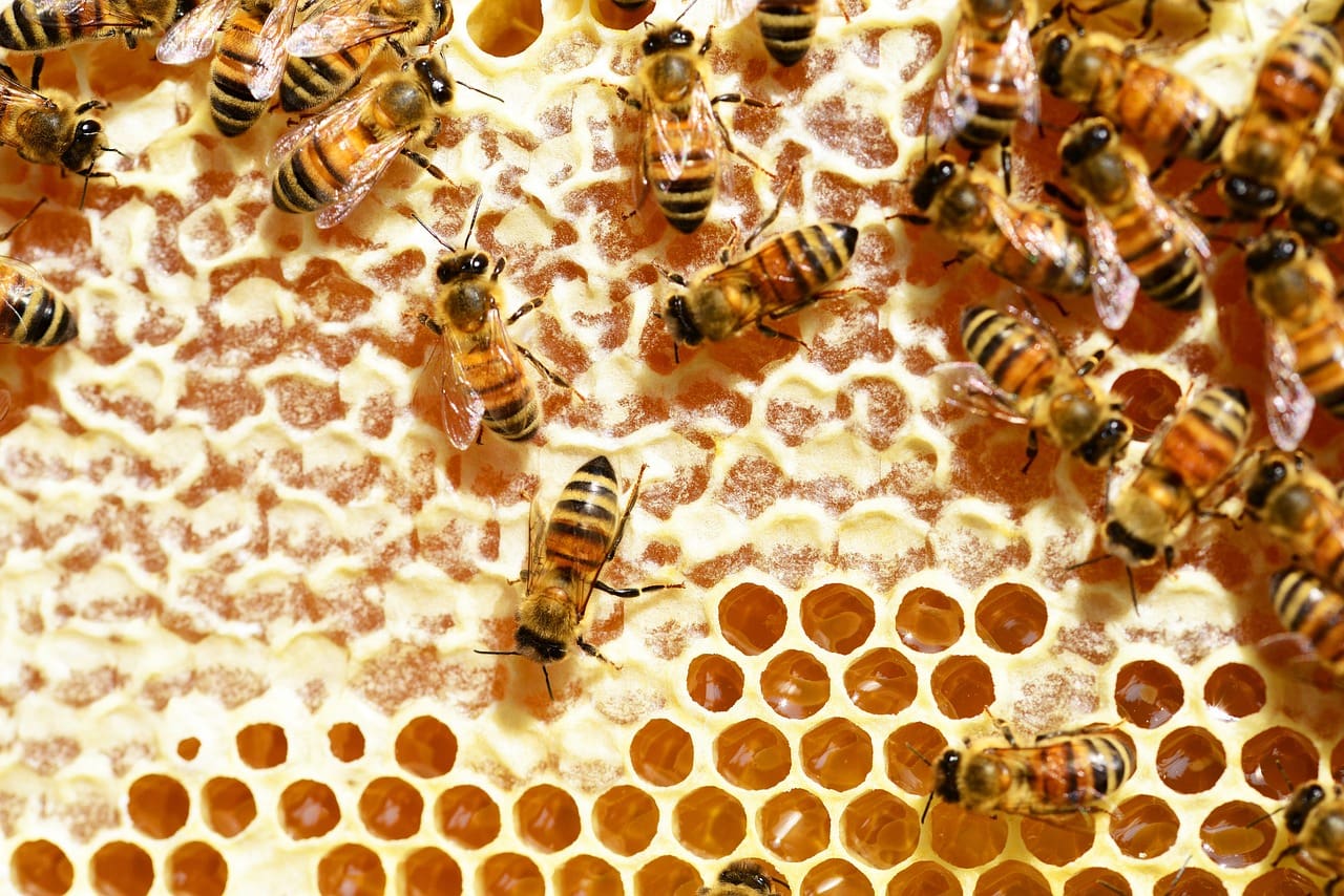 honeycomb 1