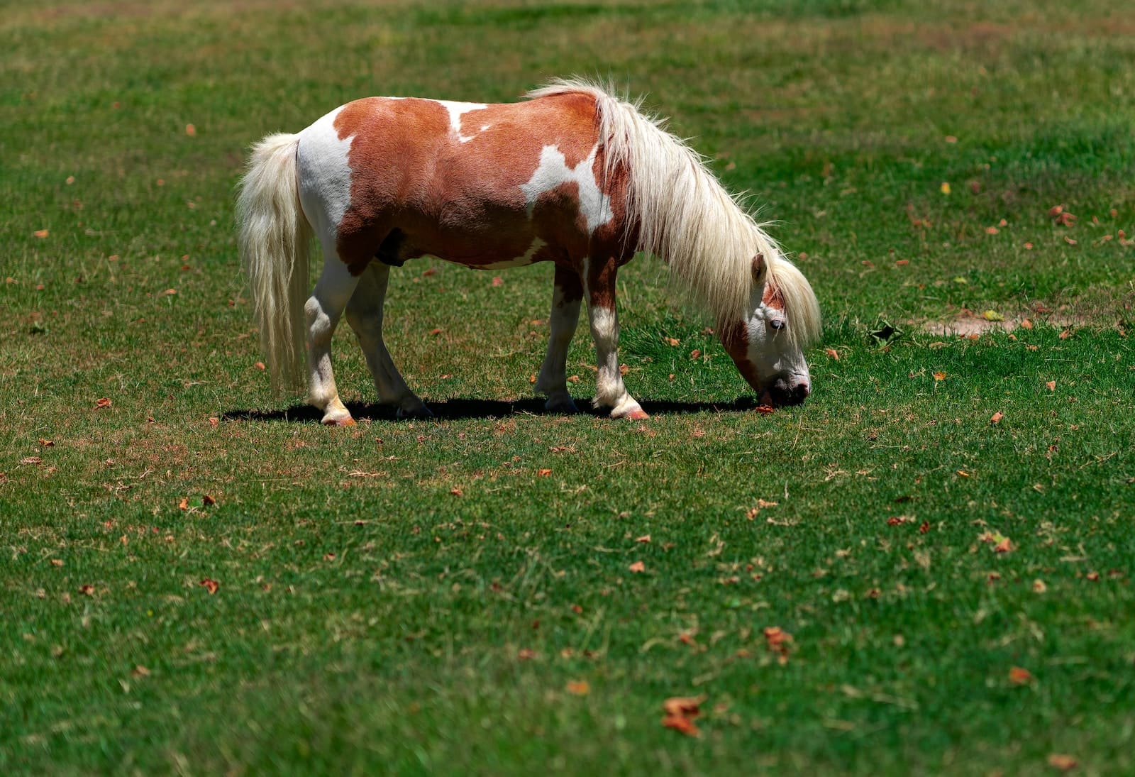 caballo miniatura