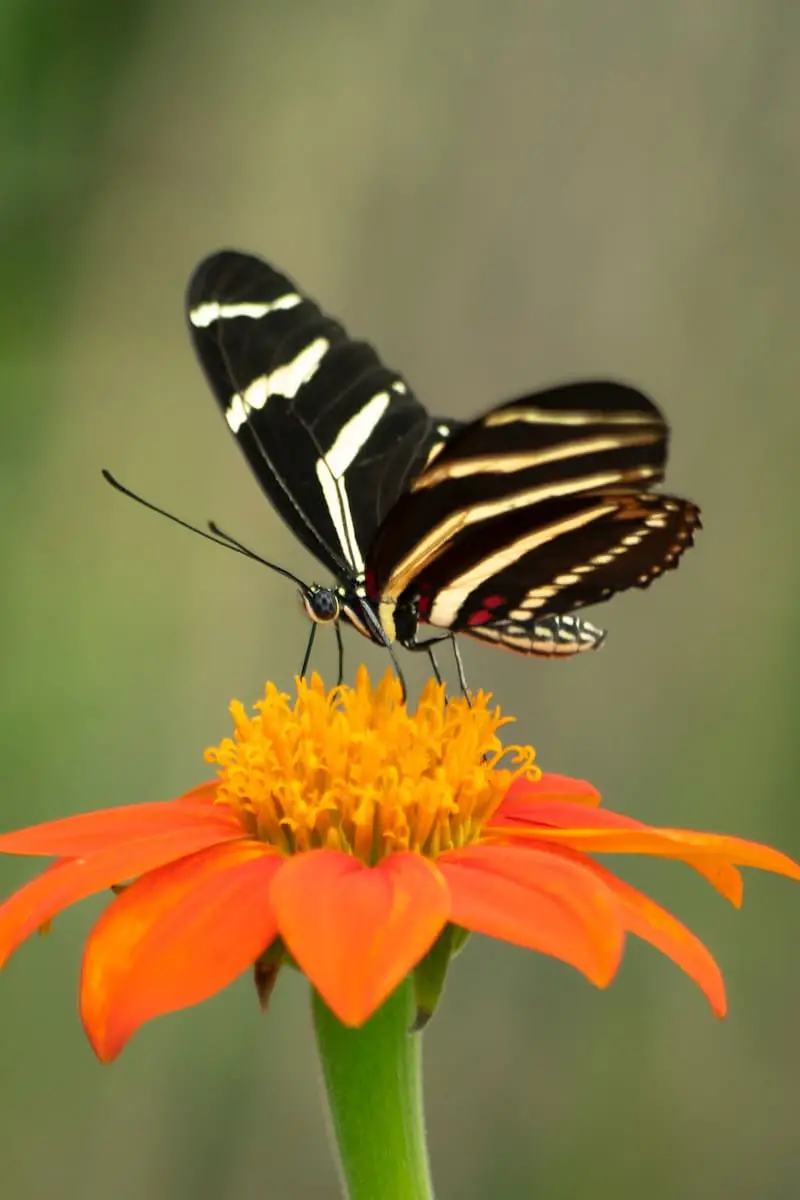 néctar