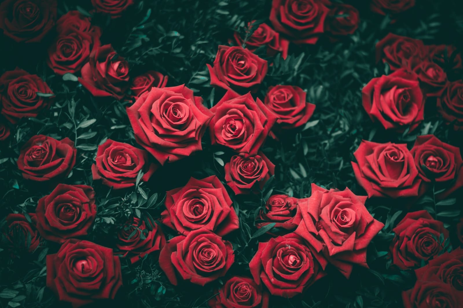 गुलाब 1