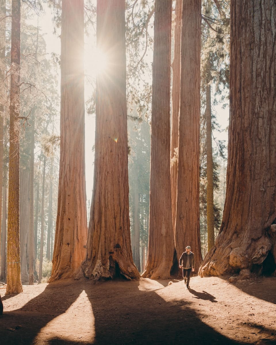 parco nazionale di sequoia