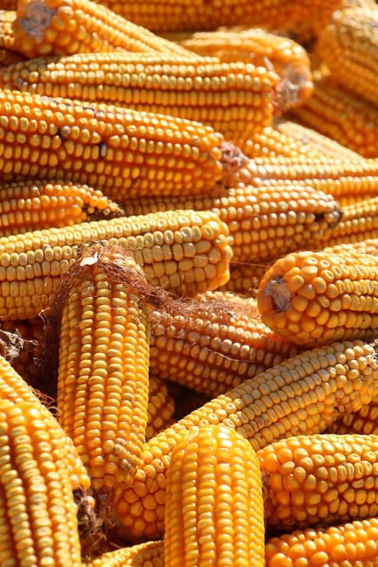 Sweet Corn vs Field Corn: Difference and Comparison