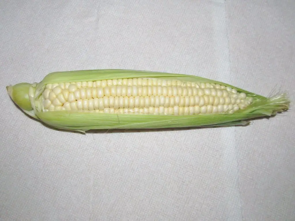 bílá kukuřice 1