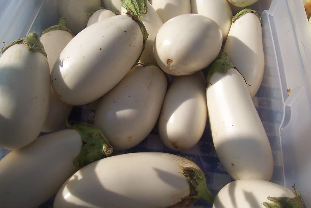 white eggplant 1