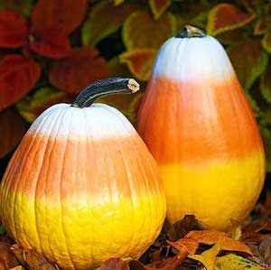 Candy Corn Pumpkins