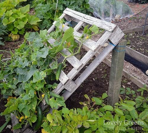 image 14 5