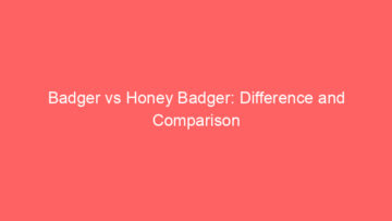 Badgers vs Beavers: Difference and Comparison
