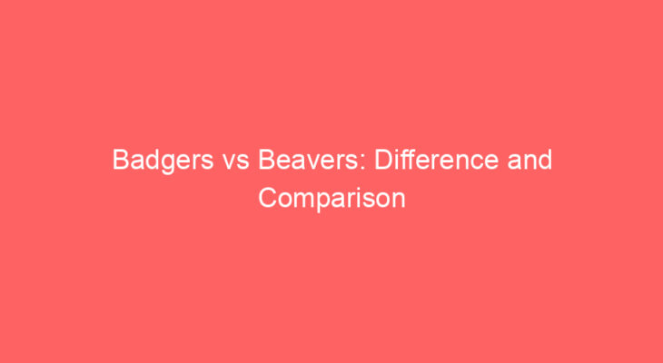 badgers vs beavers difference and comparison 658514
