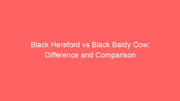 black hereford vs black baldy cow difference and comparison 660593