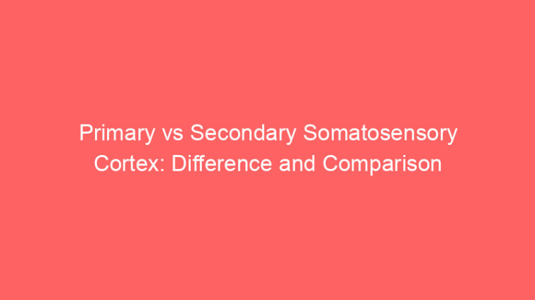 primary vs secondary somatosensory cortex difference and comparison 660731